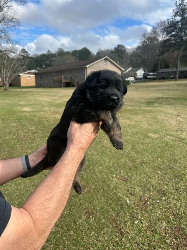 German Shepherd Dog Puppies media 3