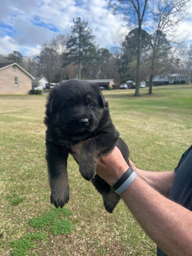German Shepherd Dog Puppies media 4