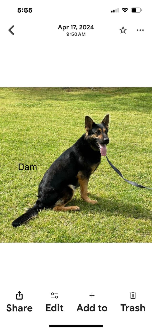 German Shepherd Dog Puppies media 5