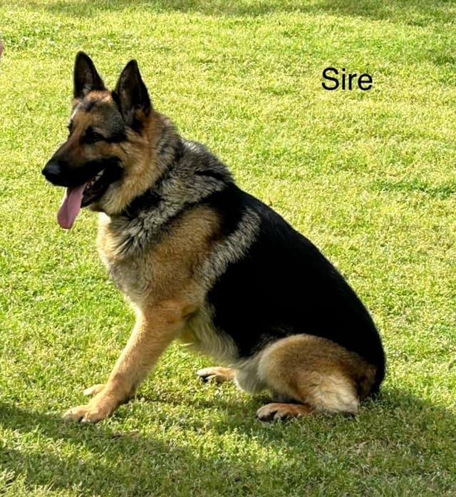 German Shepherd Dog Puppies media 6