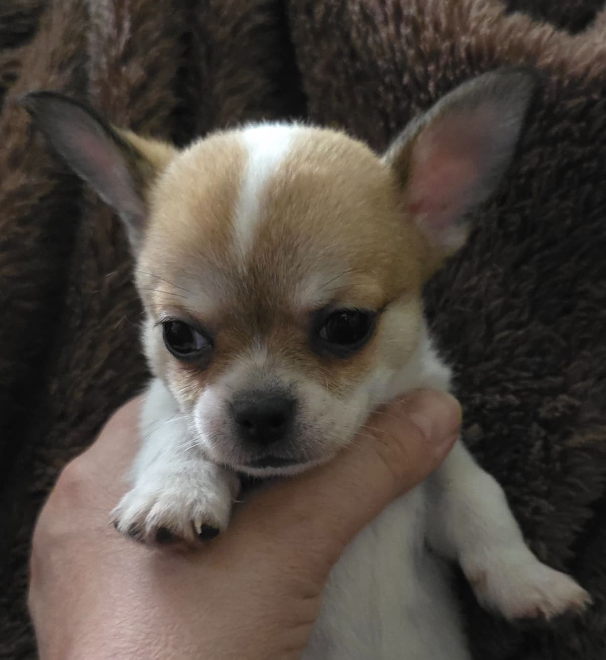 Chihuahua Puppies breeder image 1