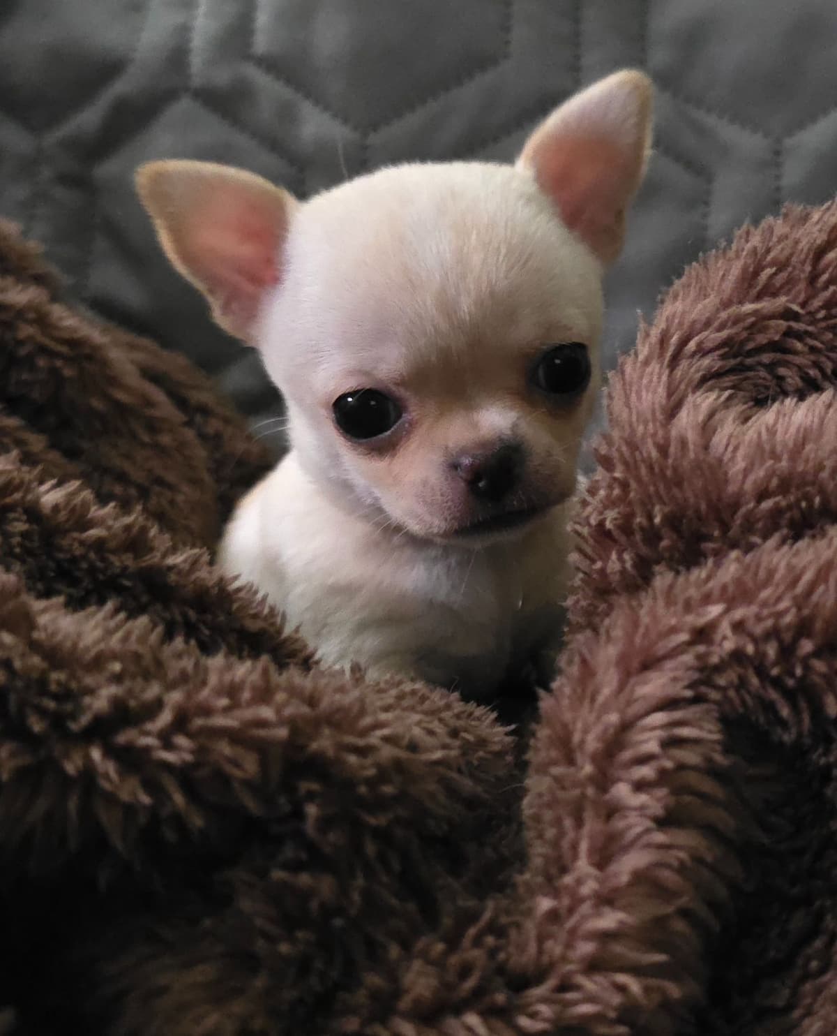 Chihuahua Puppies breeder image 2