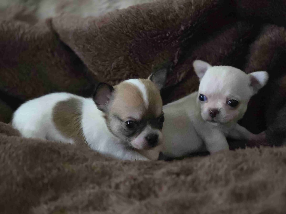 Chihuahua Puppies breeder image 3