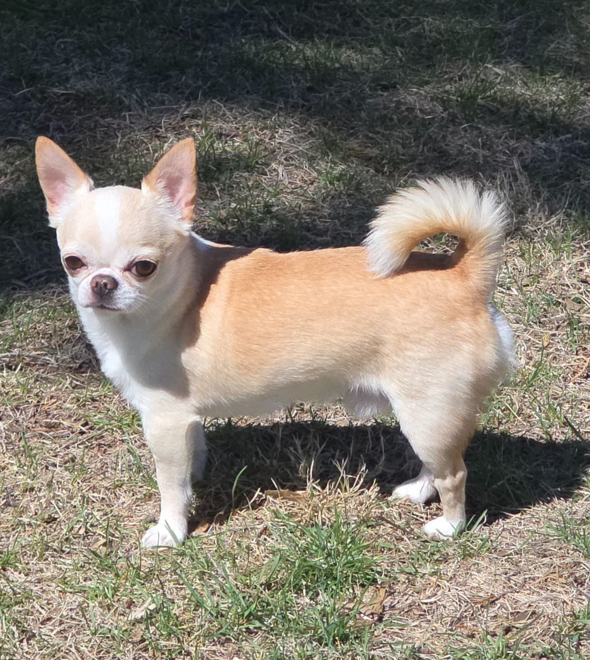 Chihuahua Puppies breeder image 4