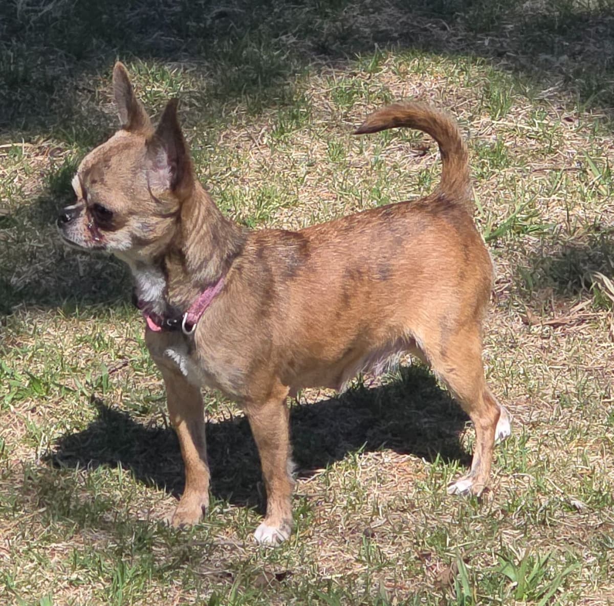 Chihuahua Puppies breeder image 5