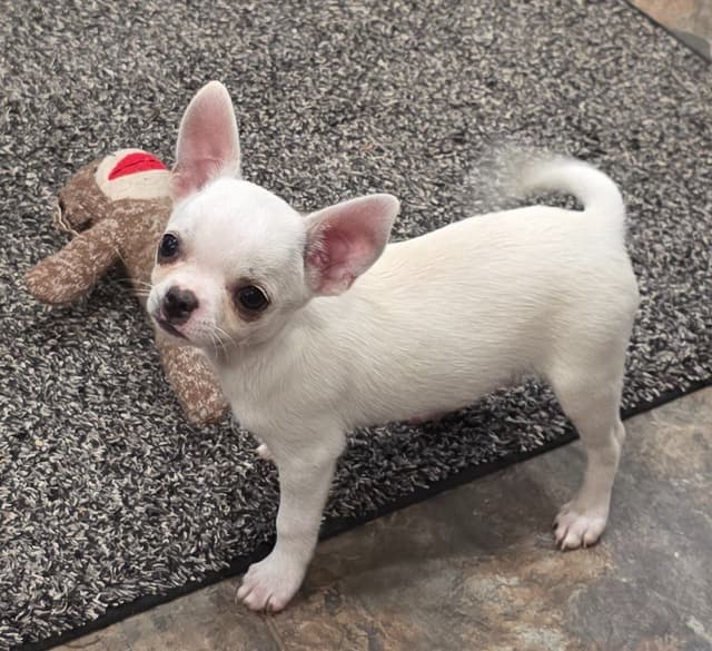 Chihuahua Puppies media 2