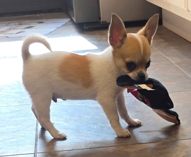 Chihuahua Puppies media 2