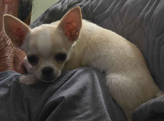 Chihuahua Puppies media 3