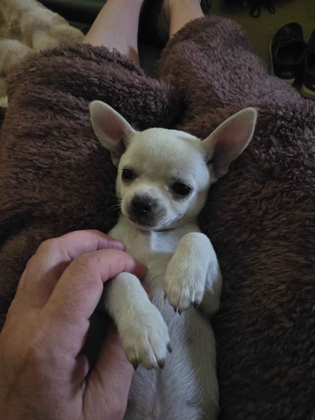 Chihuahua Puppies media 4
