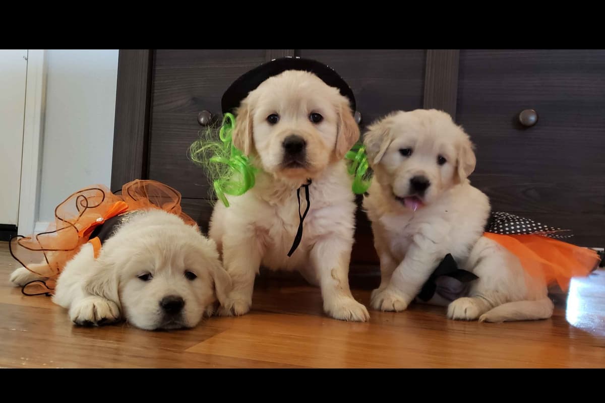 Cavalier King Charles Spaniel Puppies breeder image 8