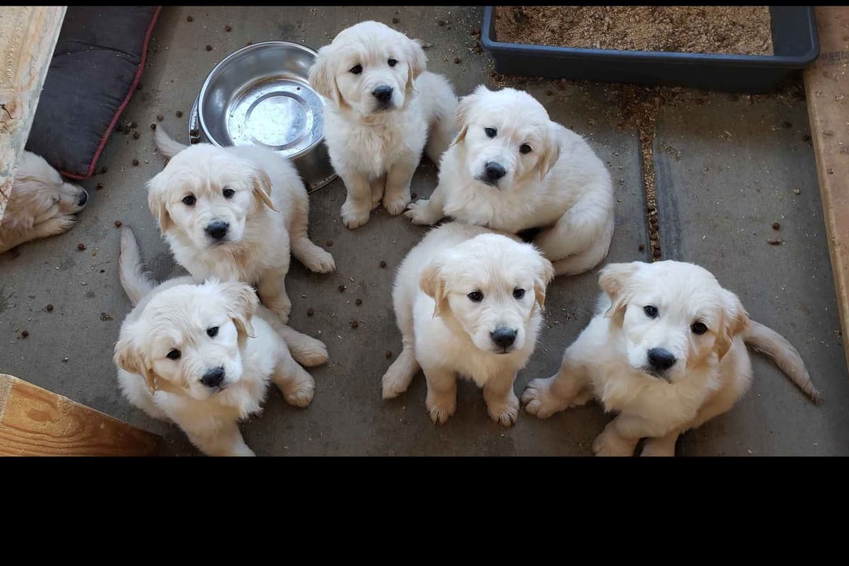 Cavalier King Charles Spaniel Puppies breeder image 13