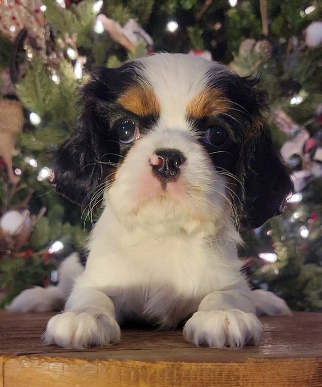 Cavalier King Charles Spaniel Puppies breeder image 16