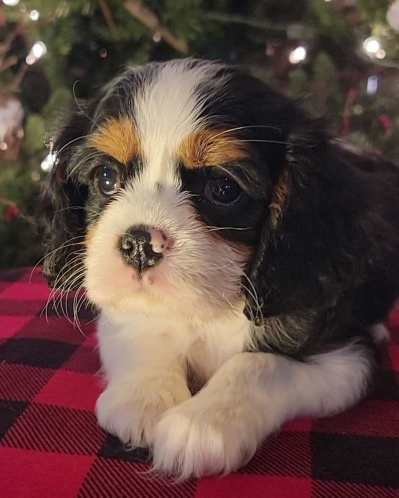 Cavalier King Charles Spaniel Puppies breeder image 17
