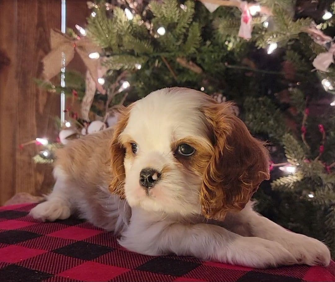 Cavalier King Charles Spaniel Puppies breeder image 18