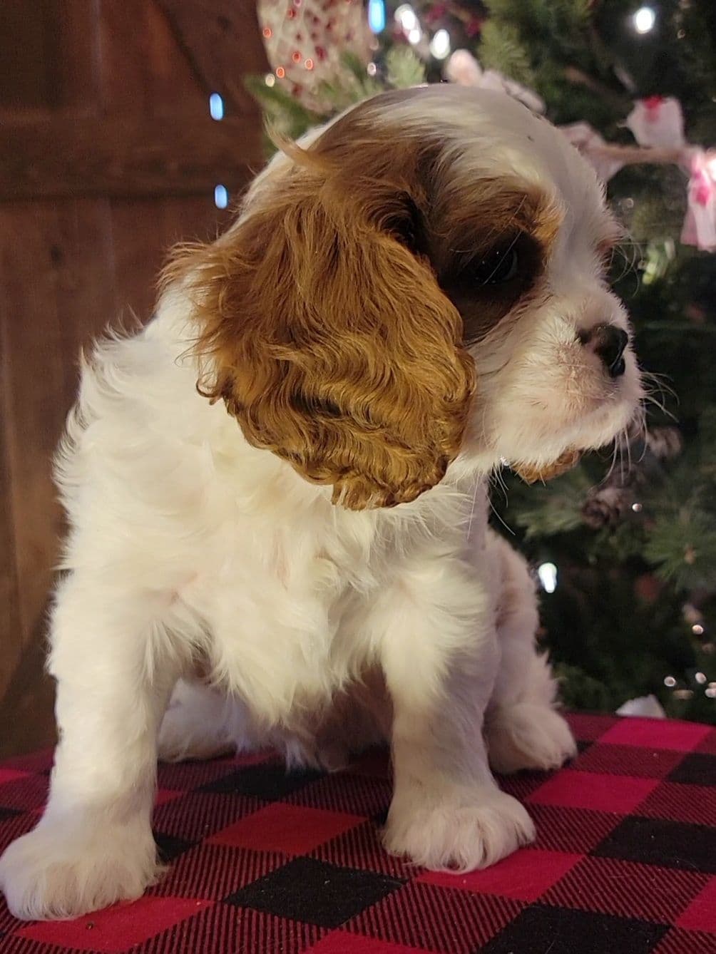 Cavalier King Charles Spaniel Puppies breeder image 25
