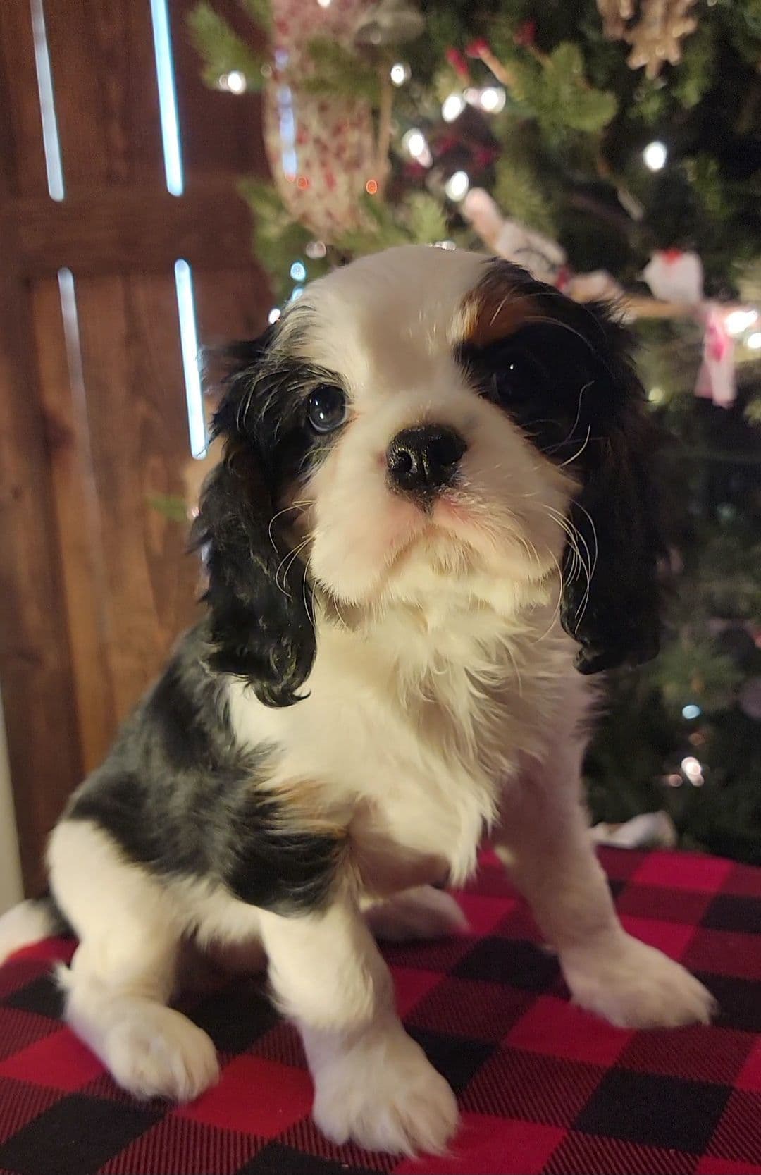 Cavalier King Charles Spaniel Puppies breeder image 22