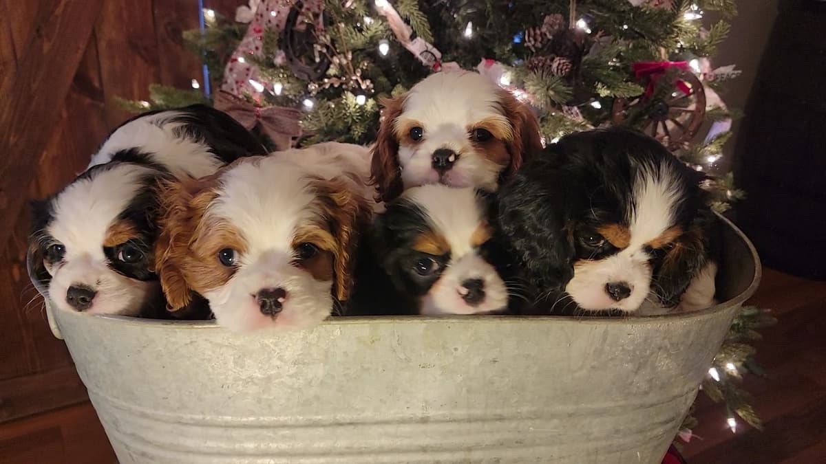 Cavalier King Charles Spaniel Puppies breeder image 23