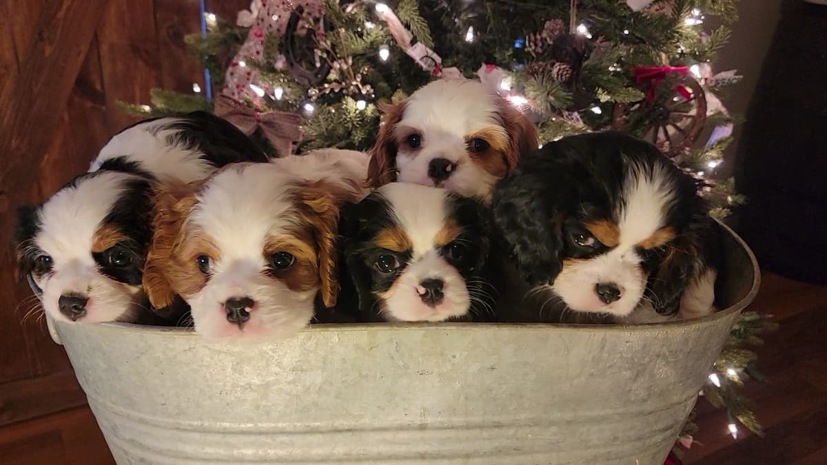 Cavalier King Charles Spaniel Puppies breeder image 24