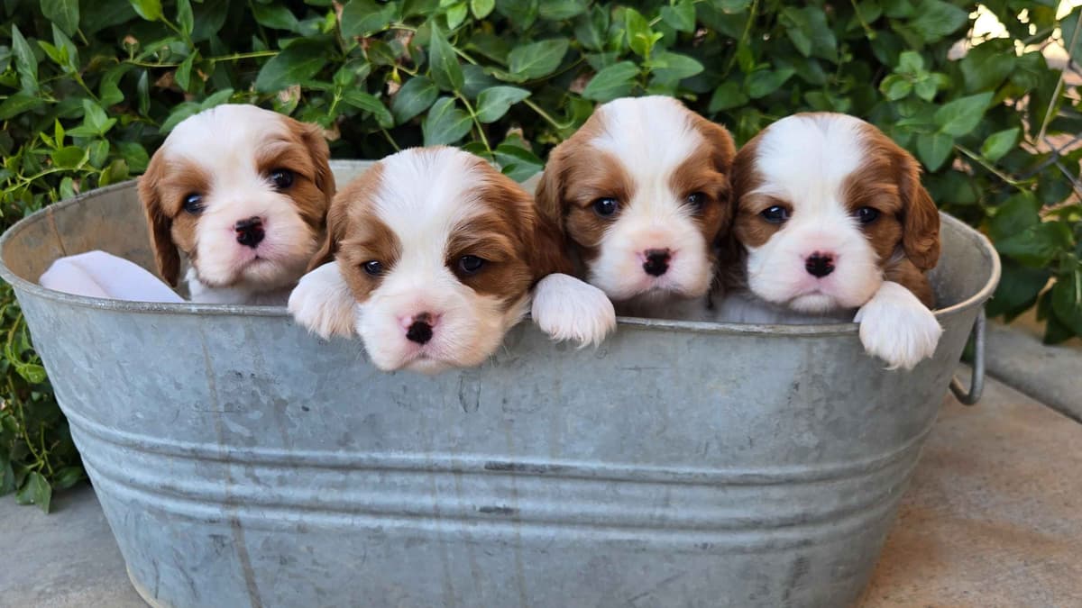 Cavalier King Charles Spaniel Puppies breeder image 26