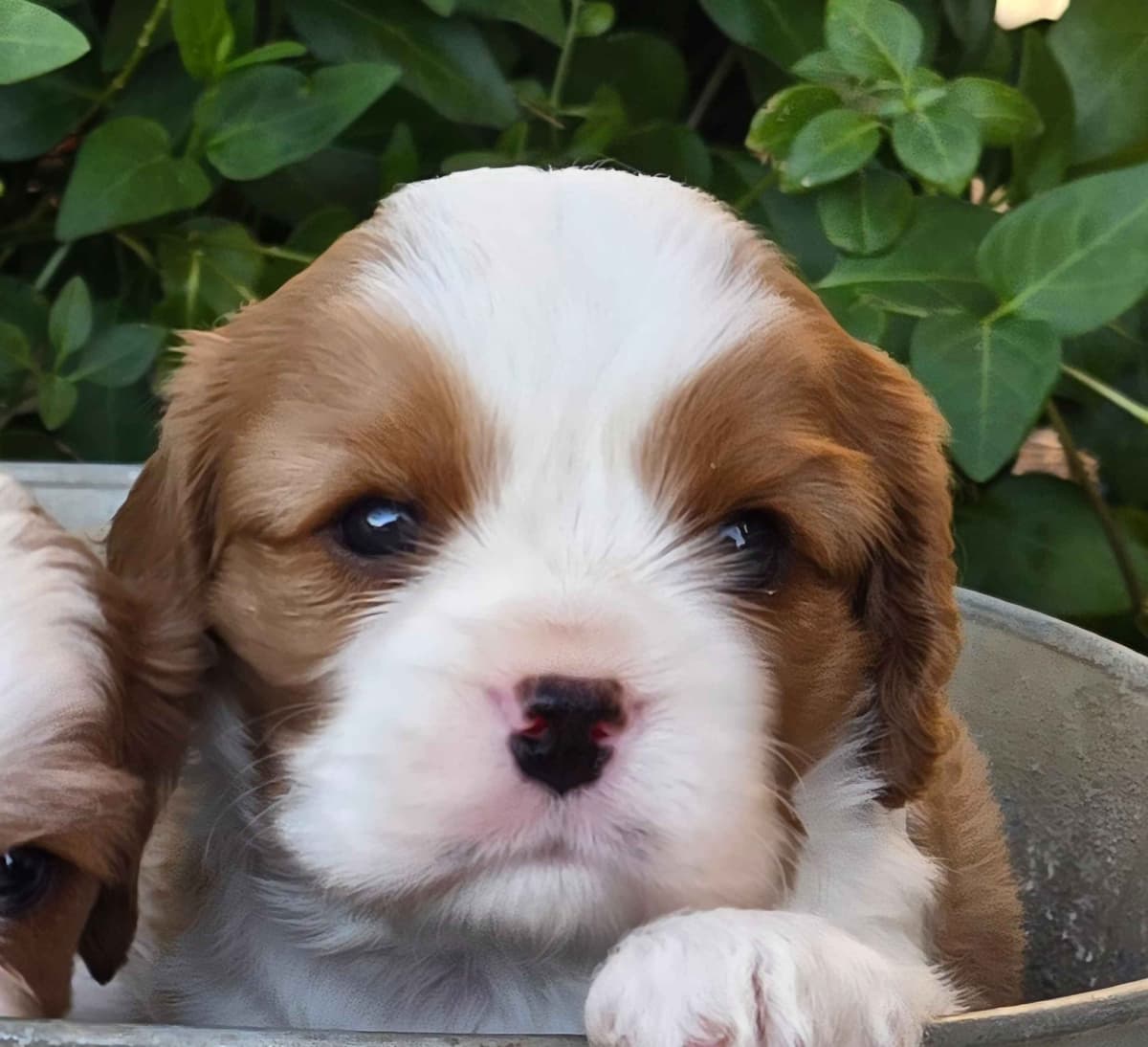 Cavalier King Charles Spaniel Puppies breeder image 30