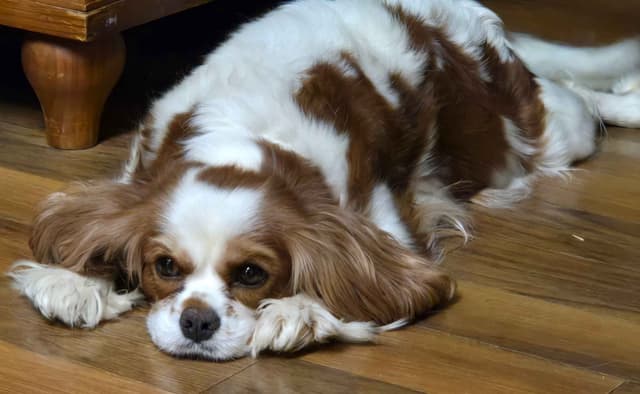 Cavalier King Charles Spaniel Puppies media 4