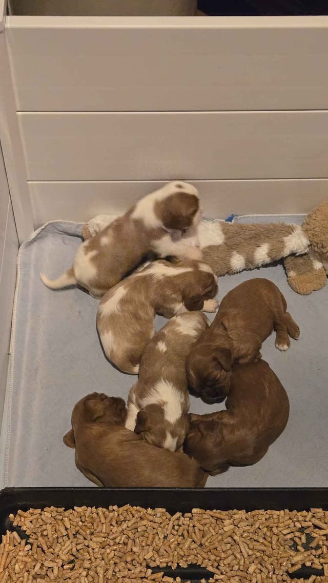 Cavalier King Charles Spaniel Puppies media 5