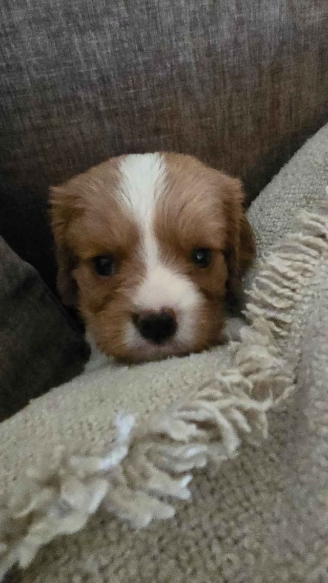 Cavalier King Charles Spaniel Puppies media 6