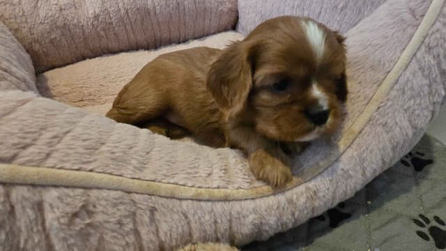 Cavalier King Charles Spaniel Puppies media 8