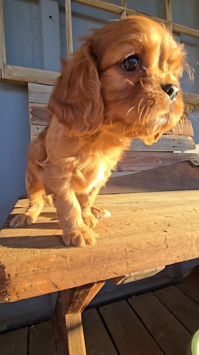 Cavalier King Charles Spaniel Puppies media 9