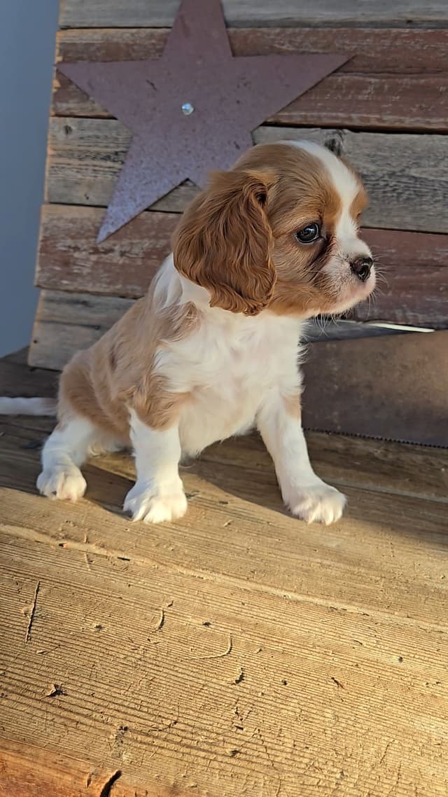 Cavalier King Charles Spaniel Puppies media 10