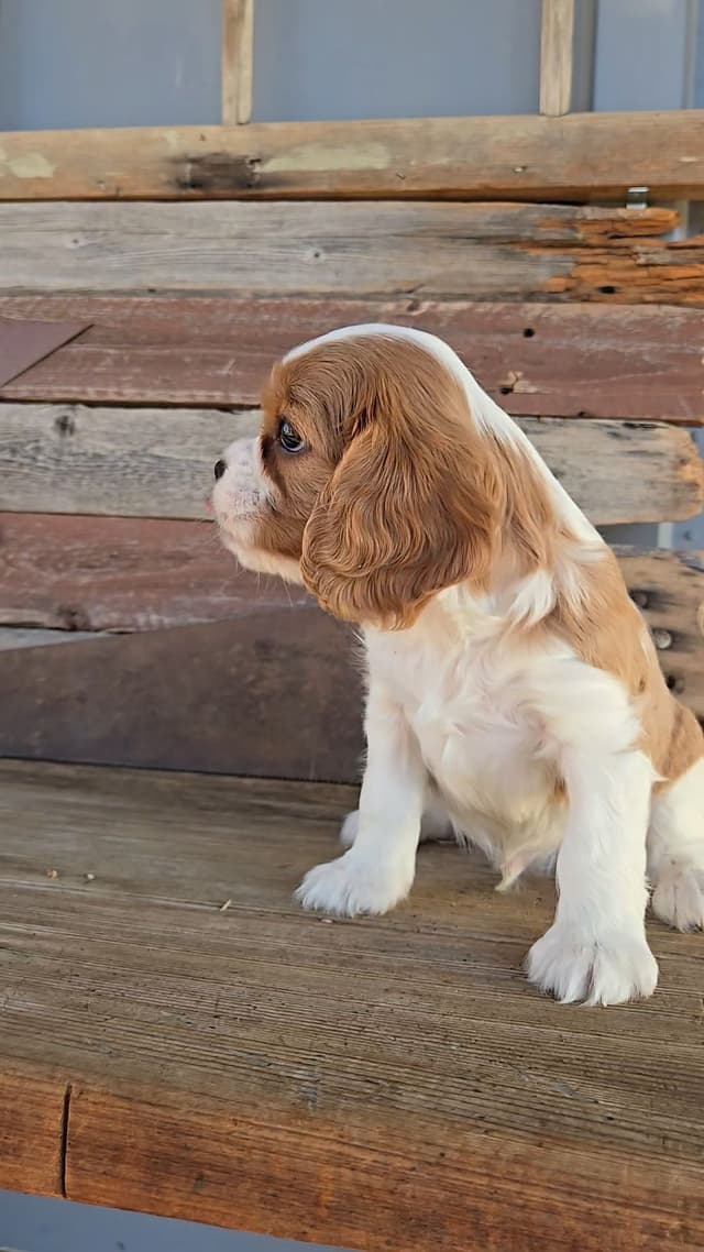 Cavalier King Charles Spaniel Puppies media 11