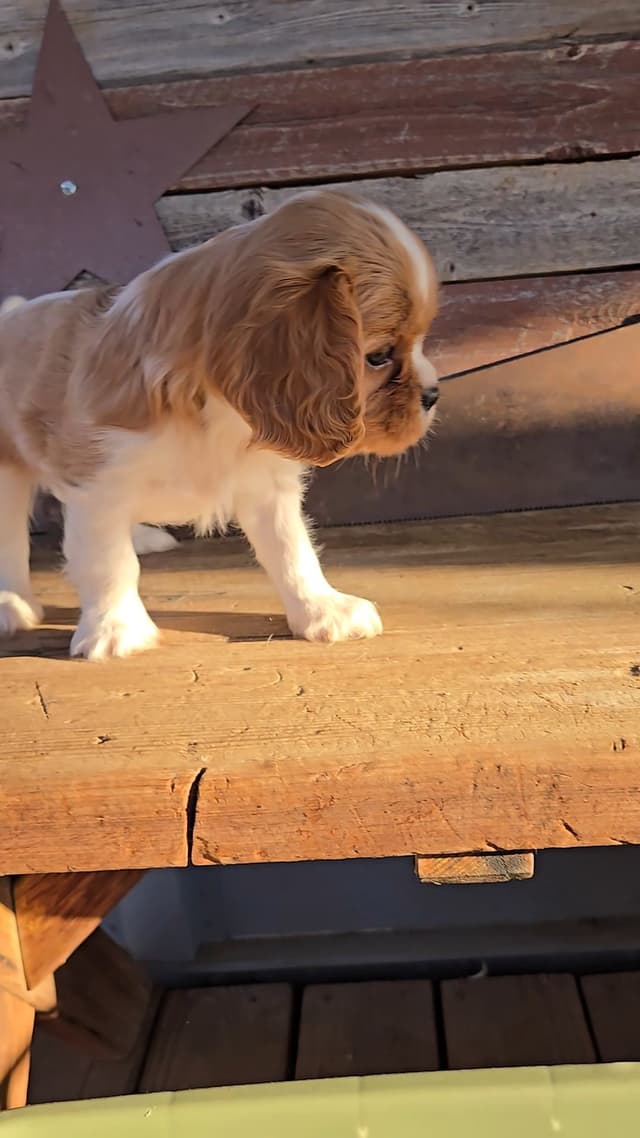 Cavalier King Charles Spaniel Puppies media 15