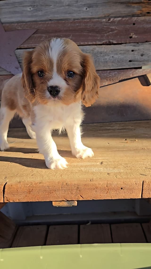 Cavalier King Charles Spaniel Puppies media 14