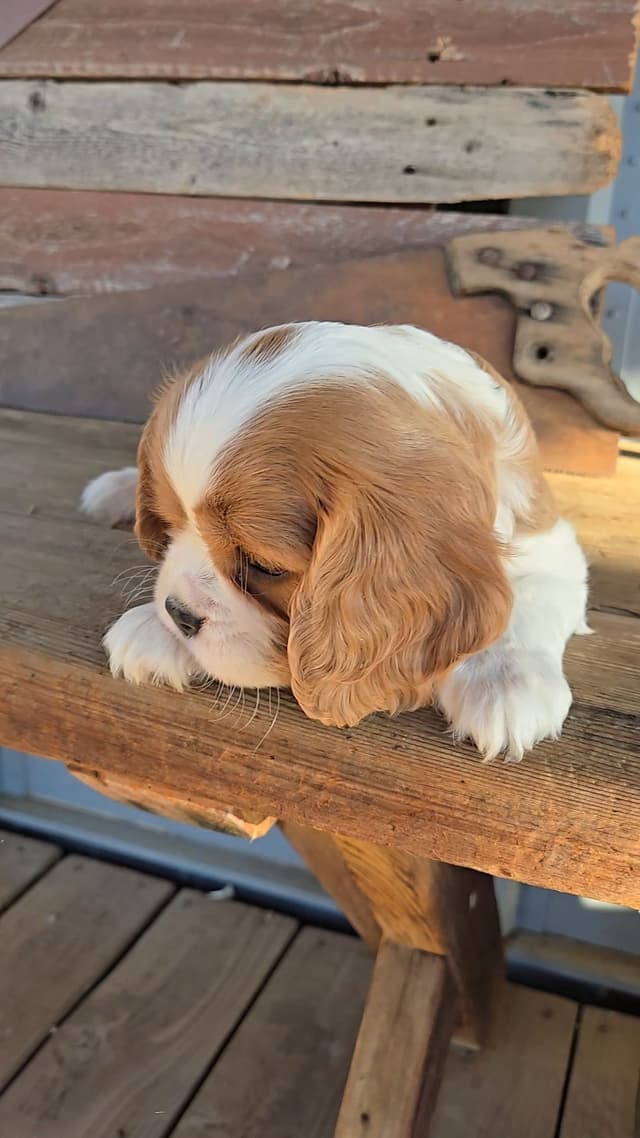 Cavalier King Charles Spaniel Puppies media 16