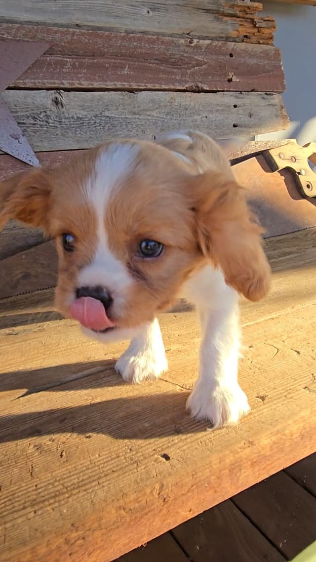 Cavalier King Charles Spaniel Puppies media 17