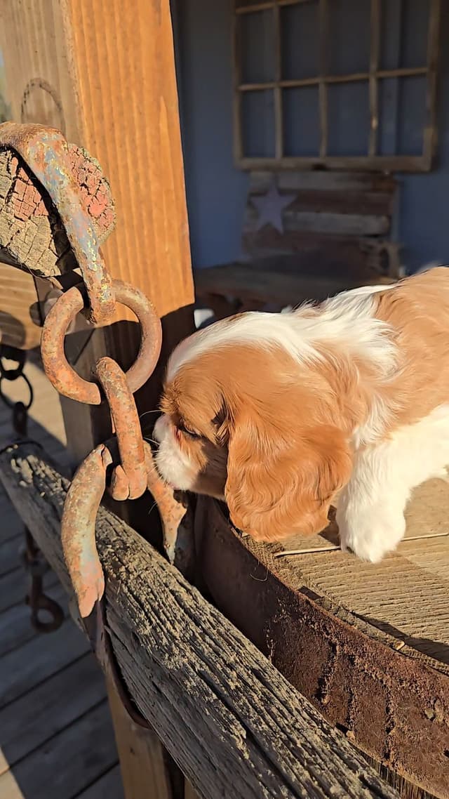 Cavalier King Charles Spaniel Puppies media 19