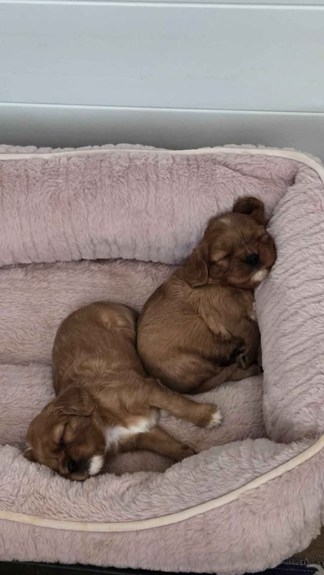 Cavalier King Charles Spaniel Puppies media 21