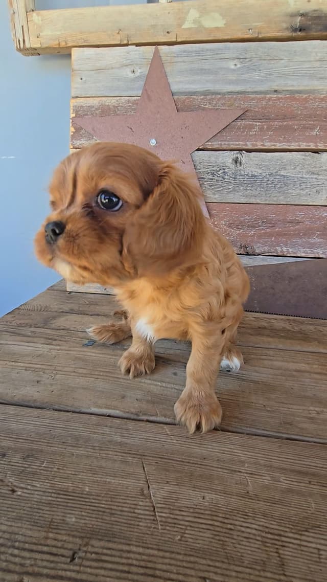 Cavalier King Charles Spaniel Puppies media 22