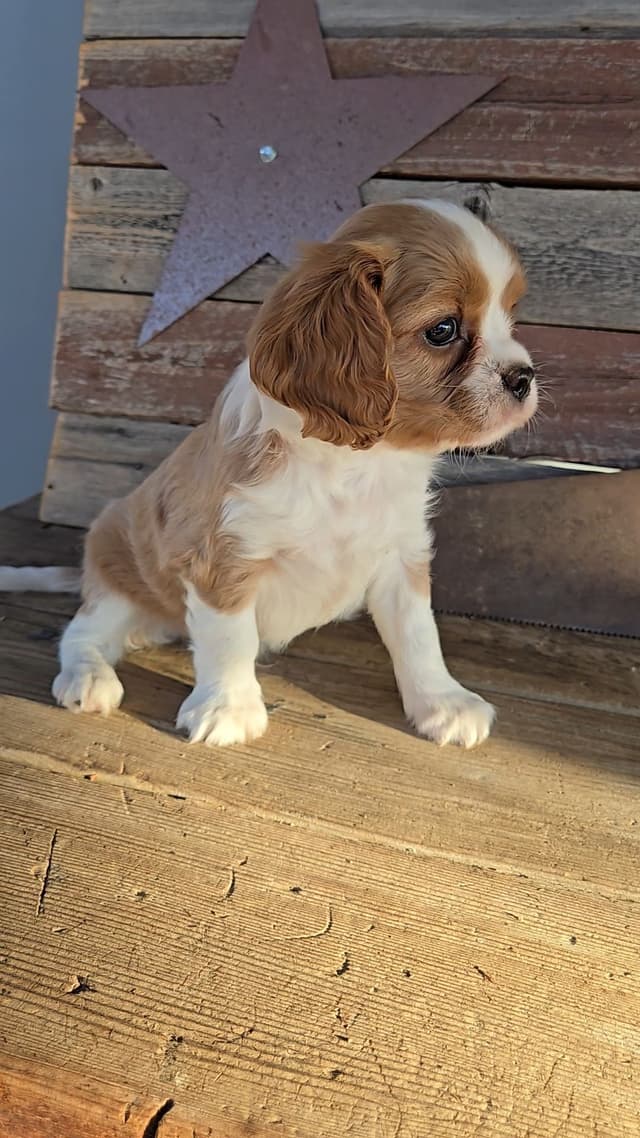 Cavalier King Charles Spaniel Puppies media 24