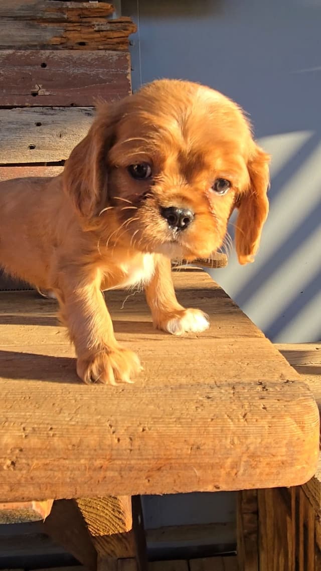 Cavalier King Charles Spaniel Puppies media 25