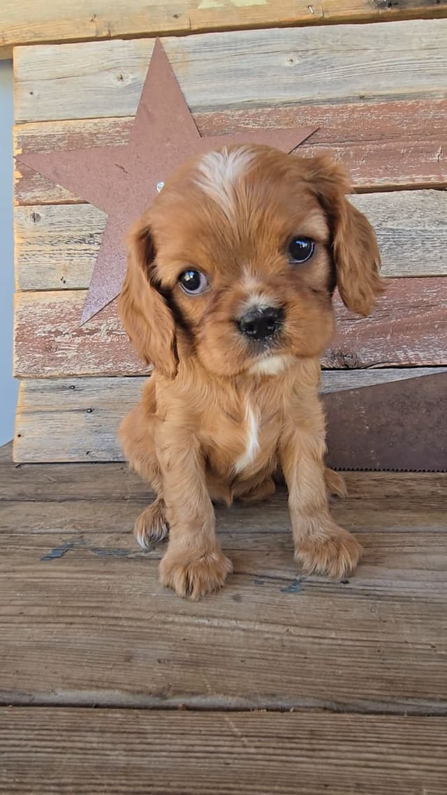 Cavalier King Charles Spaniel Puppies media 26