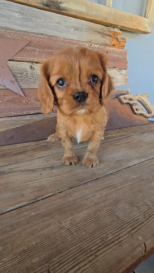 Cavalier King Charles Spaniel Puppies media 27