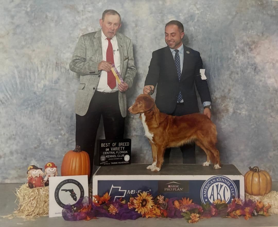 Nova Scotia Duck Tolling Retriever Puppies breeder image 2