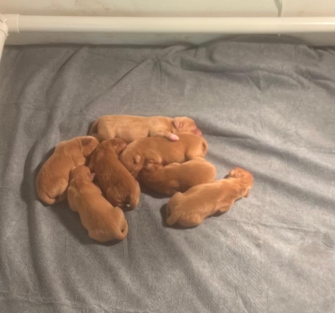 Nova Scotia Duck Tolling Retriever Puppies breeder image 3