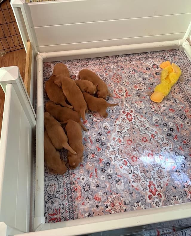 Nova Scotia Duck Tolling Retriever Puppies media 2