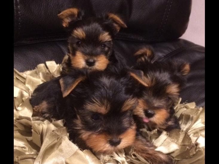 Yorkshire Terrier Puppies breeder image 1