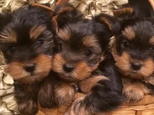 Yorkshire Terrier Puppies breeder image 49