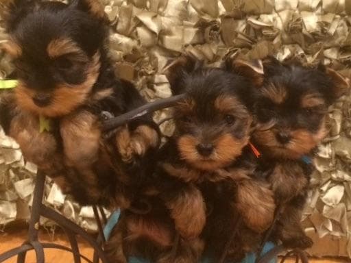 Yorkshire Terrier Puppies breeder image 50