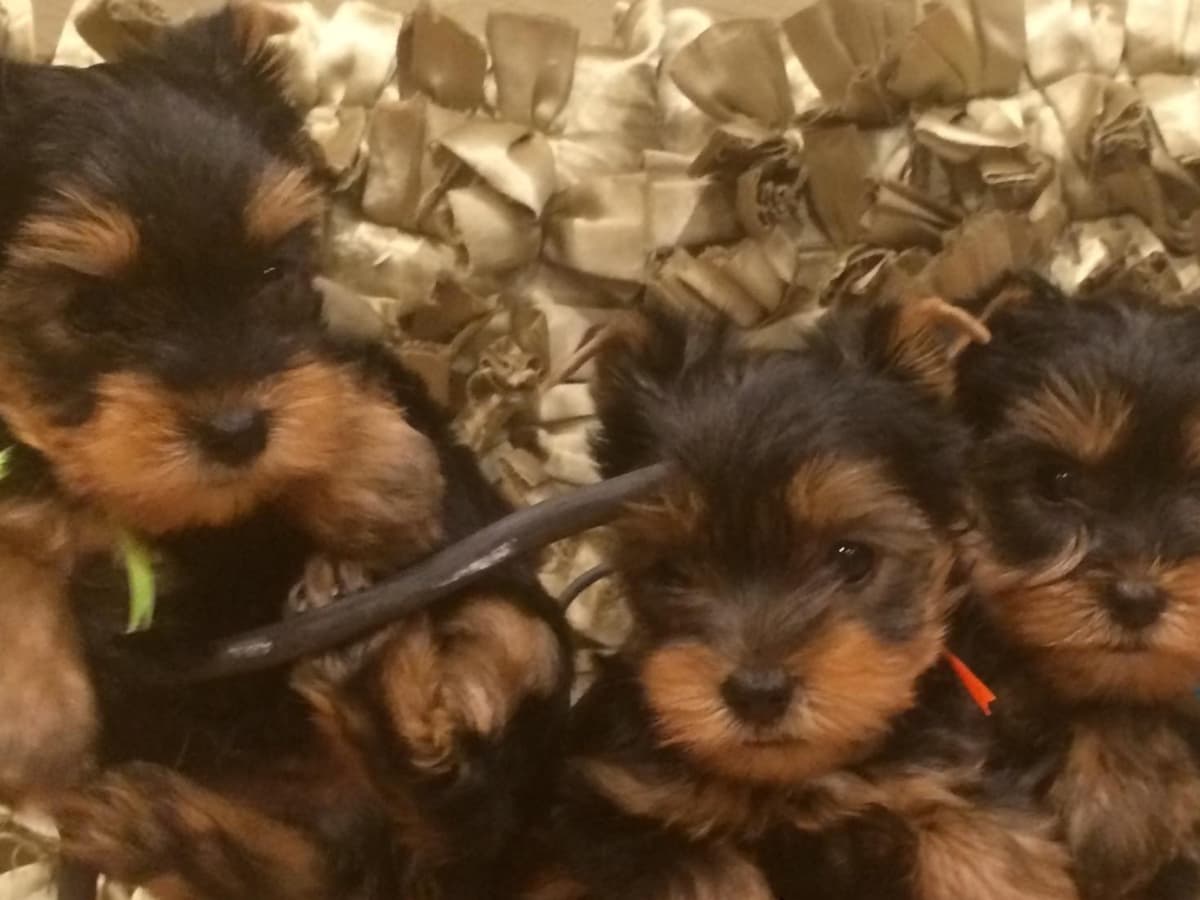 Yorkshire Terrier Puppies breeder image 51