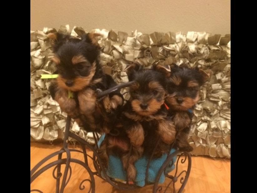 Yorkshire Terrier Puppies breeder image 53